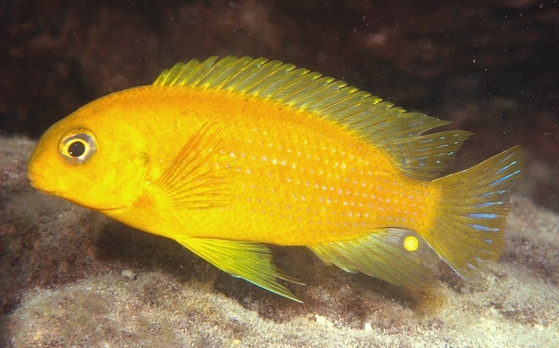 Tropheops sp. 'yellow chin' Masimbwe Island